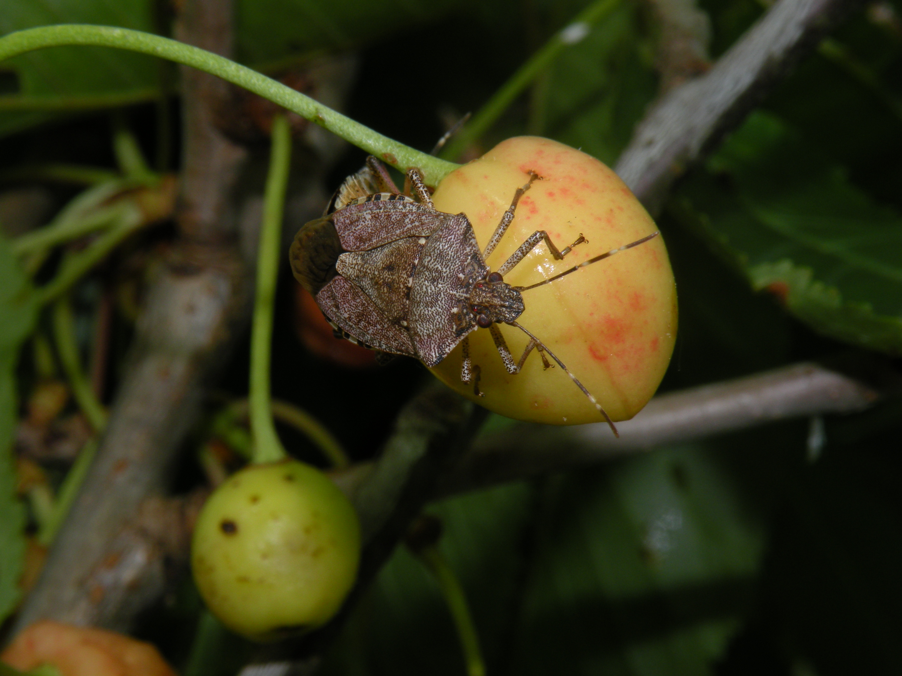 An adult of the brown marmorated stinkbug feeds on an unripe cherry.